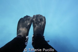 A picture of my fins the first time I put them in the Gre... by Tiffanie Pucillo 